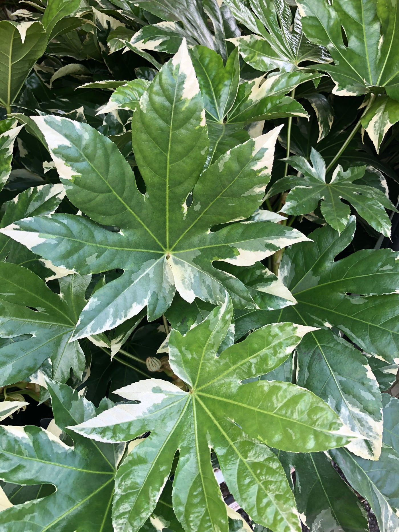Fatsia japonica 'Variegata'