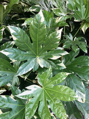 Fatsia japonica 'Variegata'