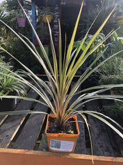 Cordyline Torbay Dazzler