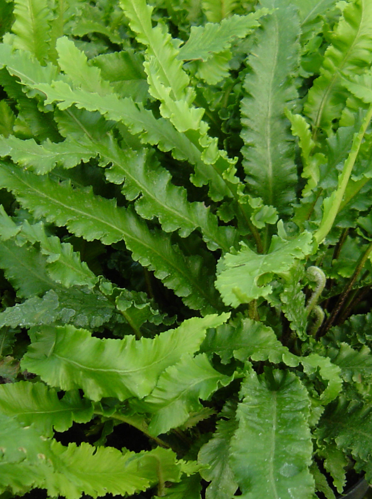 Asplenium scolopendrium Angustatum