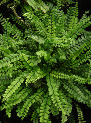 Asplenium trichomanes