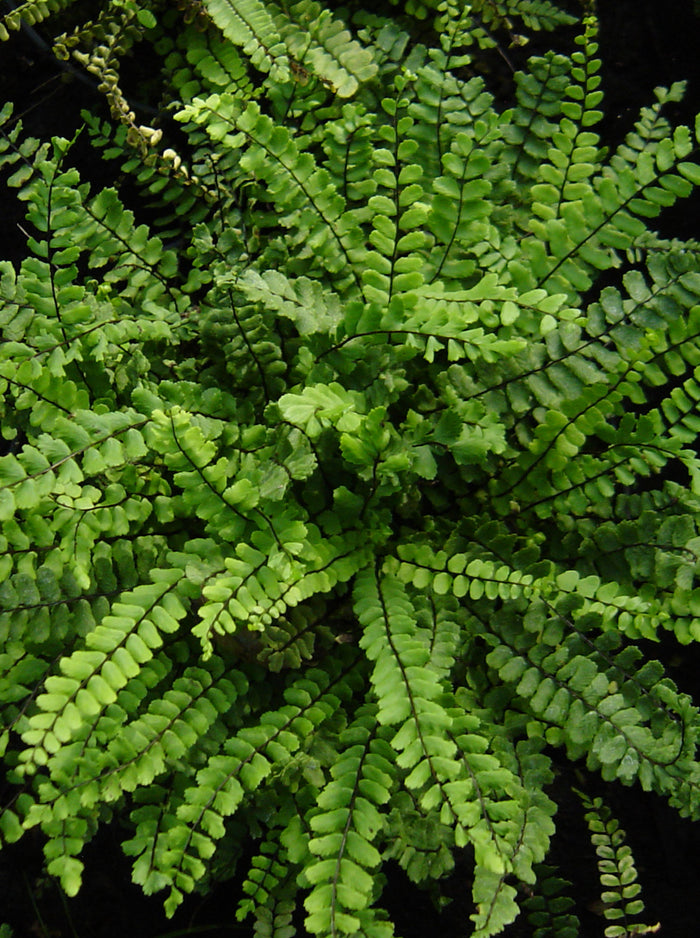Asplenium trichomanes