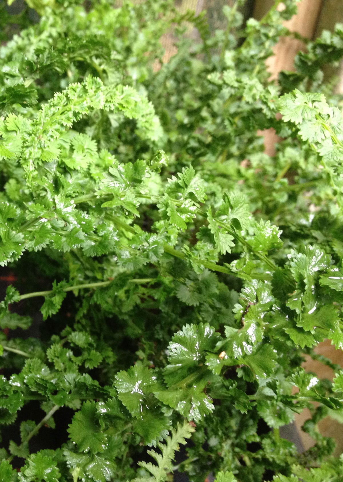 Athryium filix-femina frizelliae
