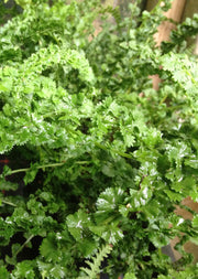 Athryium filix-femina frizelliae