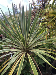 Cordyline Torbay Dazzler