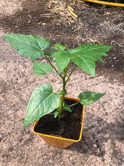 Vasconcellea pubescens