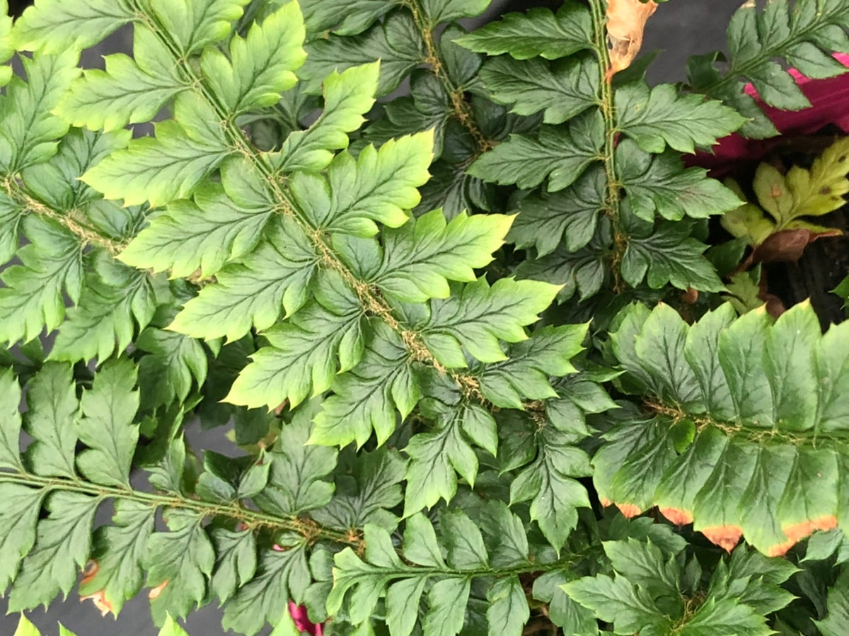 Polystichum neolobatum