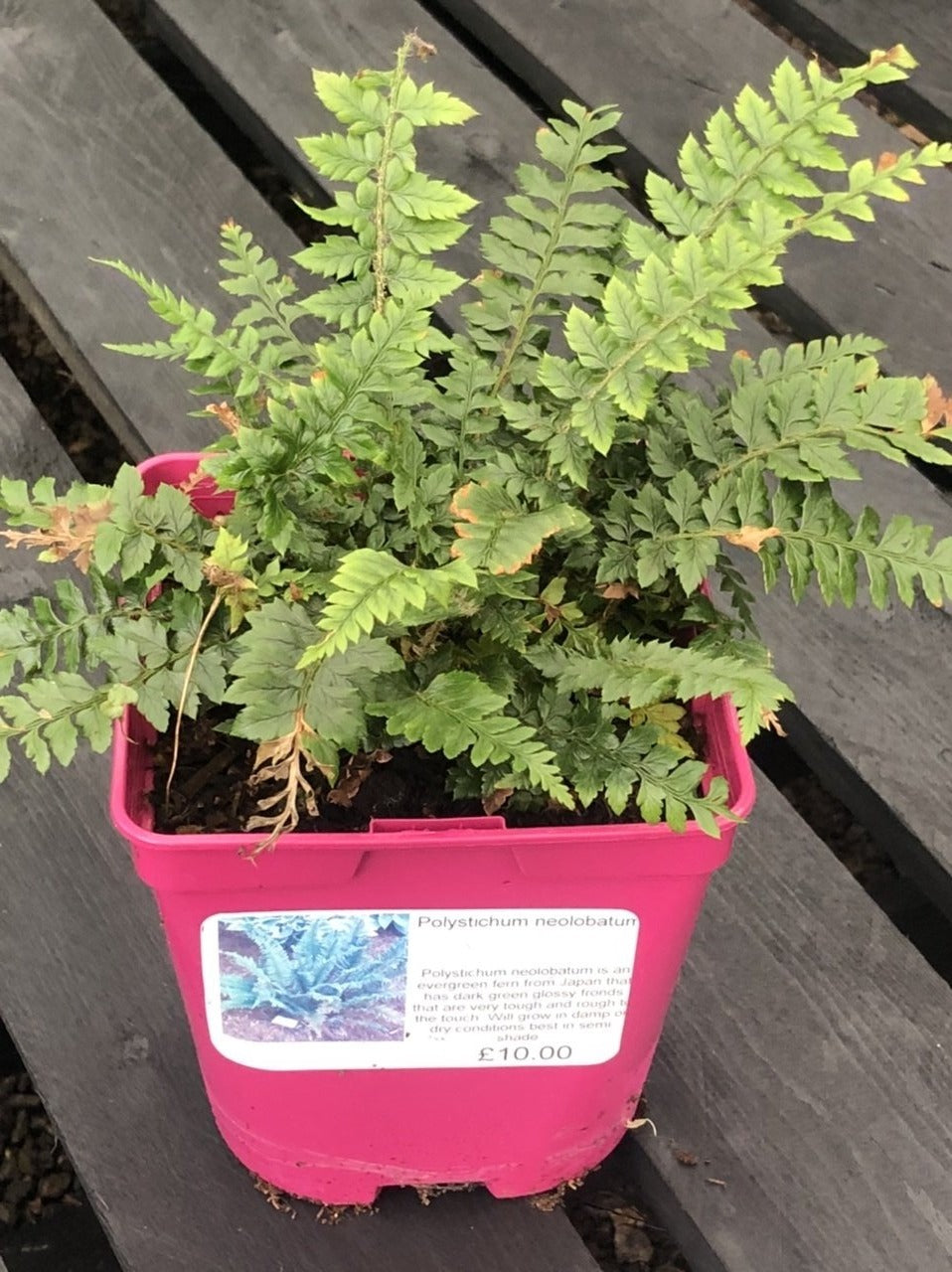 Polystichum neolobatum