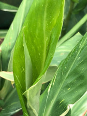 Hedychium Dr Moy