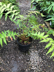 Dicksonia antartica 5ltr