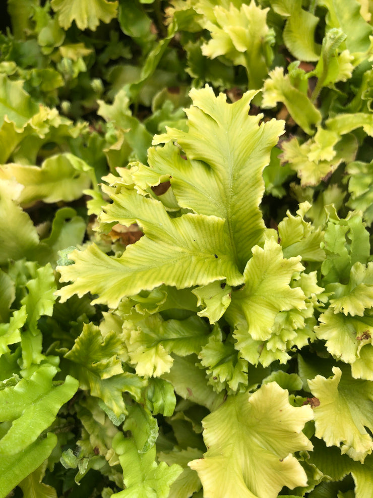 Asplenium scolopendrium cristatum