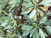 Romneya coulteri