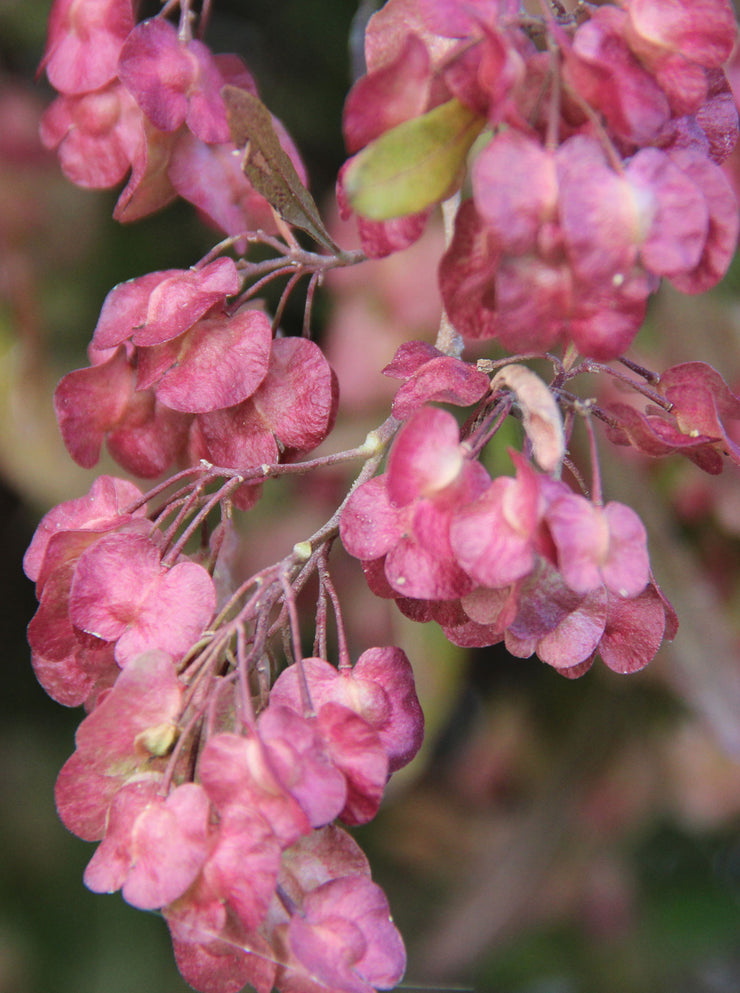 Dodonea viscosa 'Purpurea'