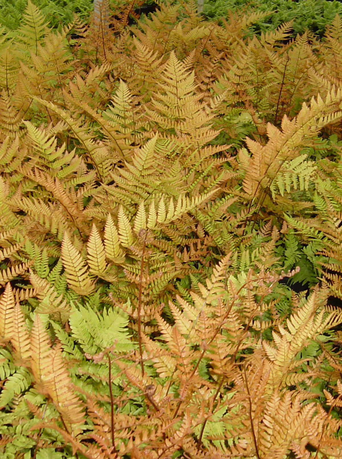 Dryopteris erythrosora