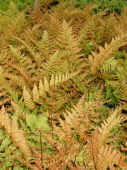 Dryopteris erythrosora