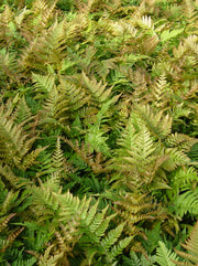Dryopteris erythrosora var. prolifica