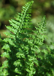 Dryopteris affinis 'Cristata The King'