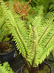 Dryopteris wallichiana