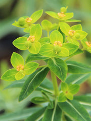 Euphorbia schillingii