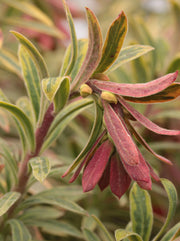 Euphorbia martini 'Ascot Rainbow'
