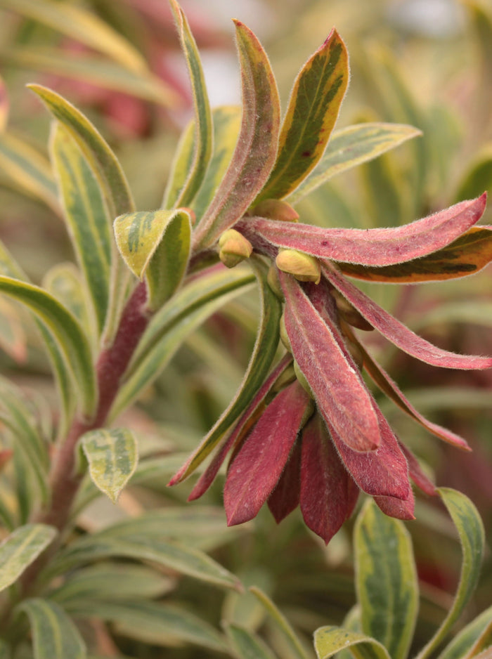 Euphorbia martini 'Ascot Rainbow'