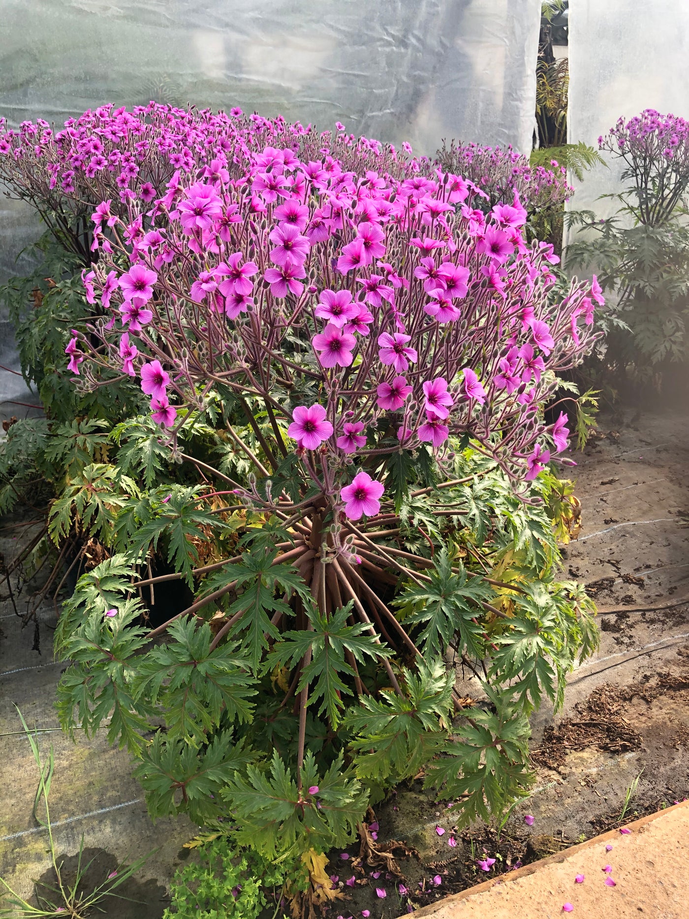 Geranium maderense