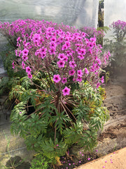 Geranium maderense