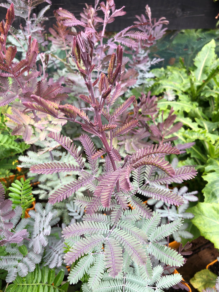 Acacia baileyana purpurea
