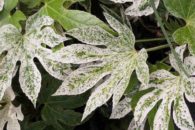 Fatsia japonica 'Spiders Web'