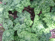 Podophyllum 'Spotty Dotty'
