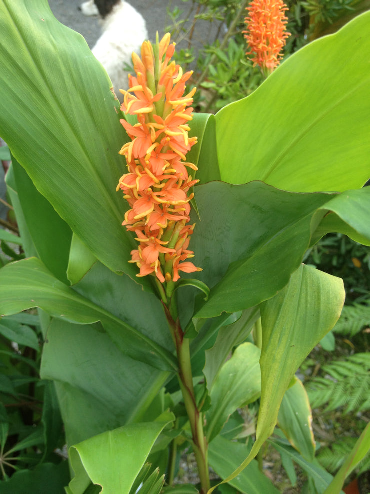 Hedychium densiflorum 'Assam Orange'