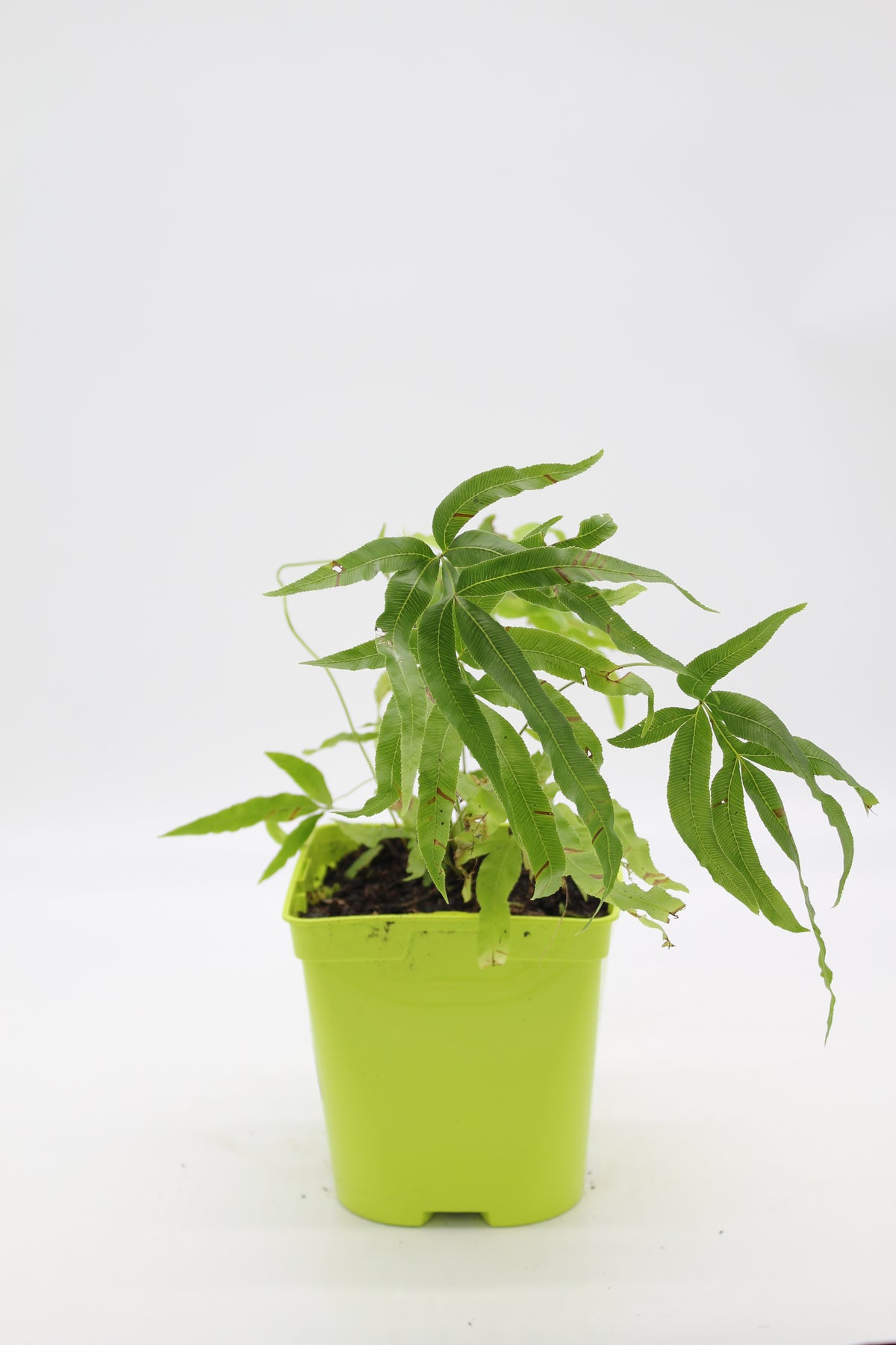 Pteris umbrosa