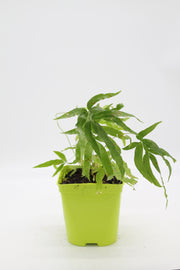 Pteris umbrosa