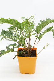 Blechnum chilense