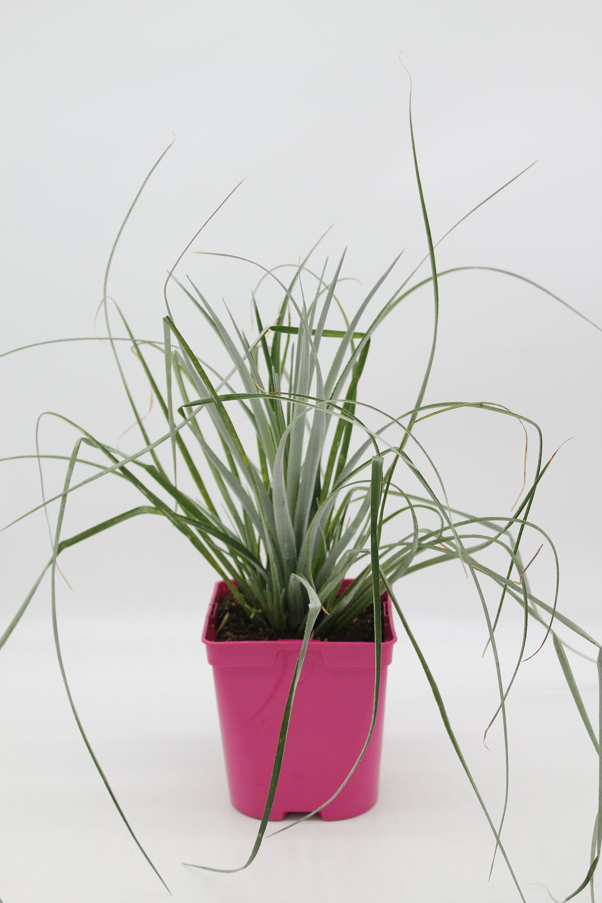 Fascicularia bicolour