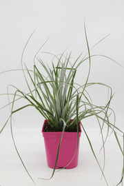Fascicularia bicolour