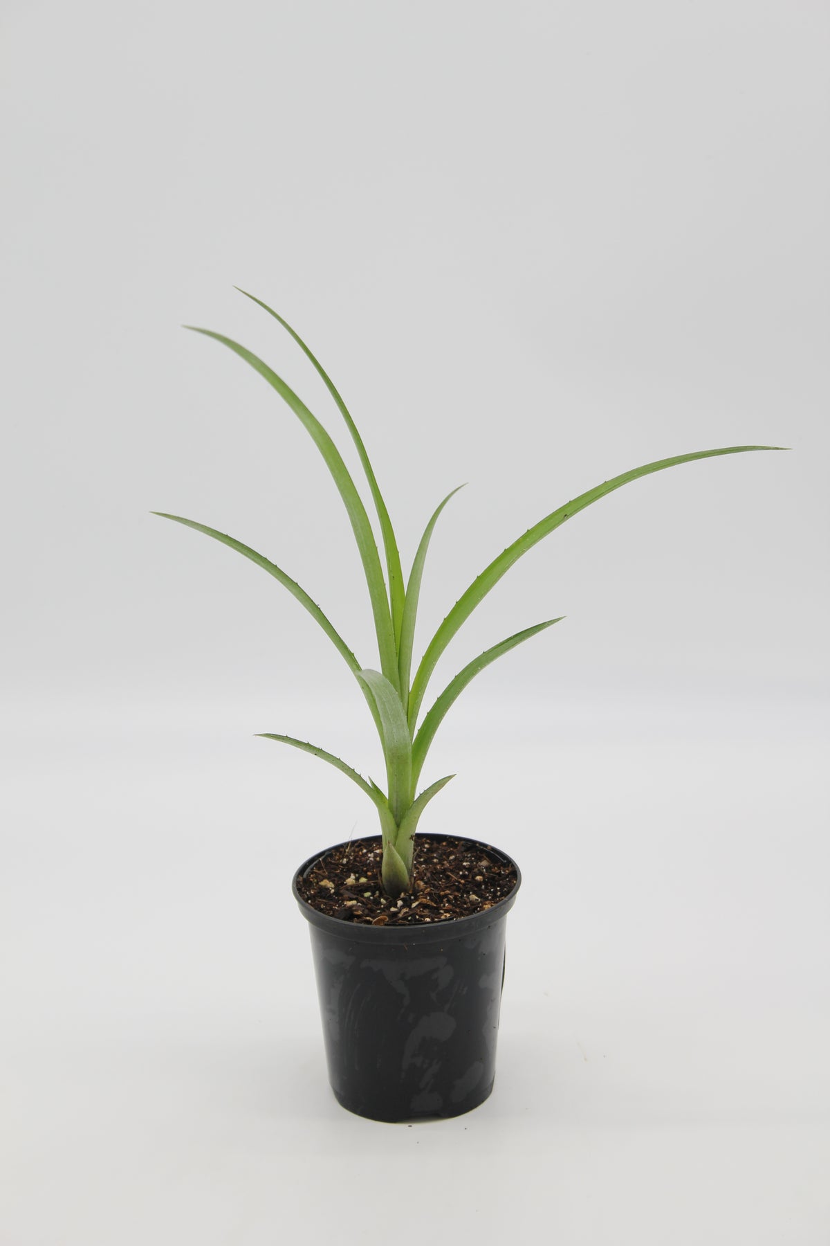 Billbergia nutans