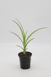 Billbergia nutans