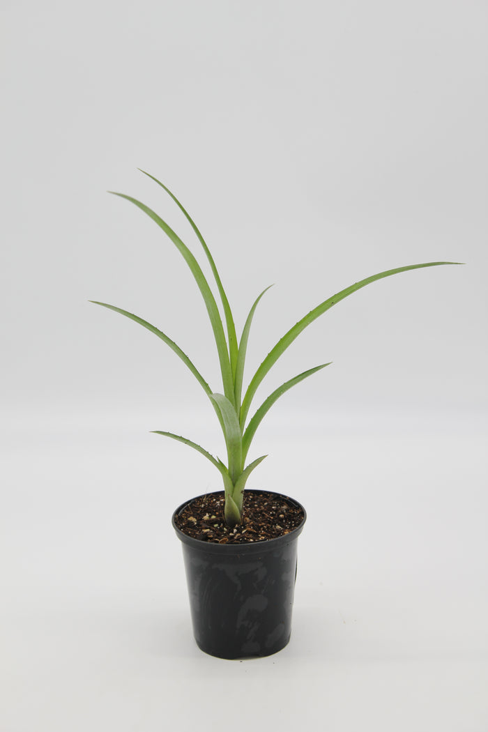 Billbergia nutans