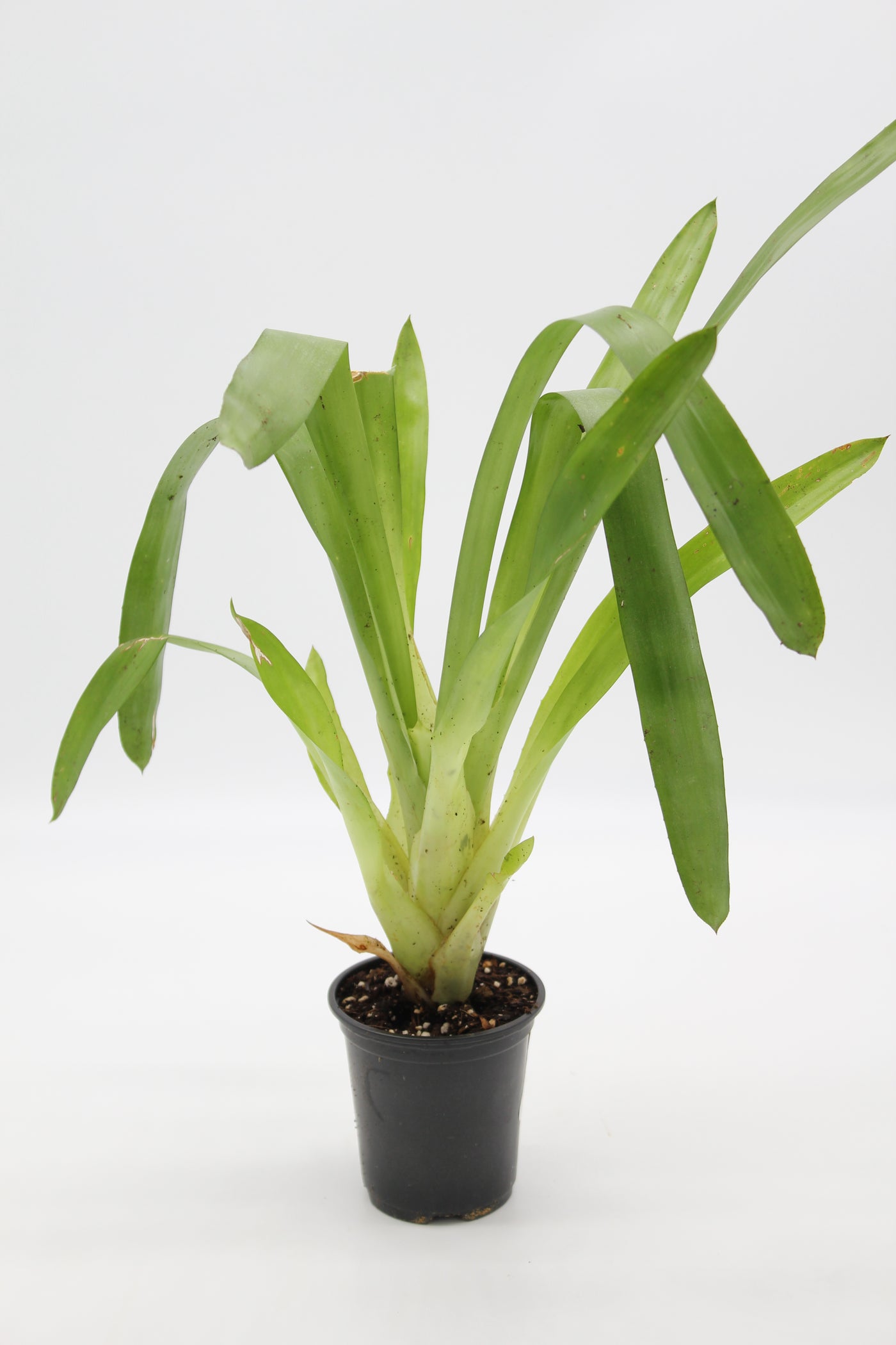 Aechmea gamosepala