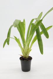 Aechmea gamosepala
