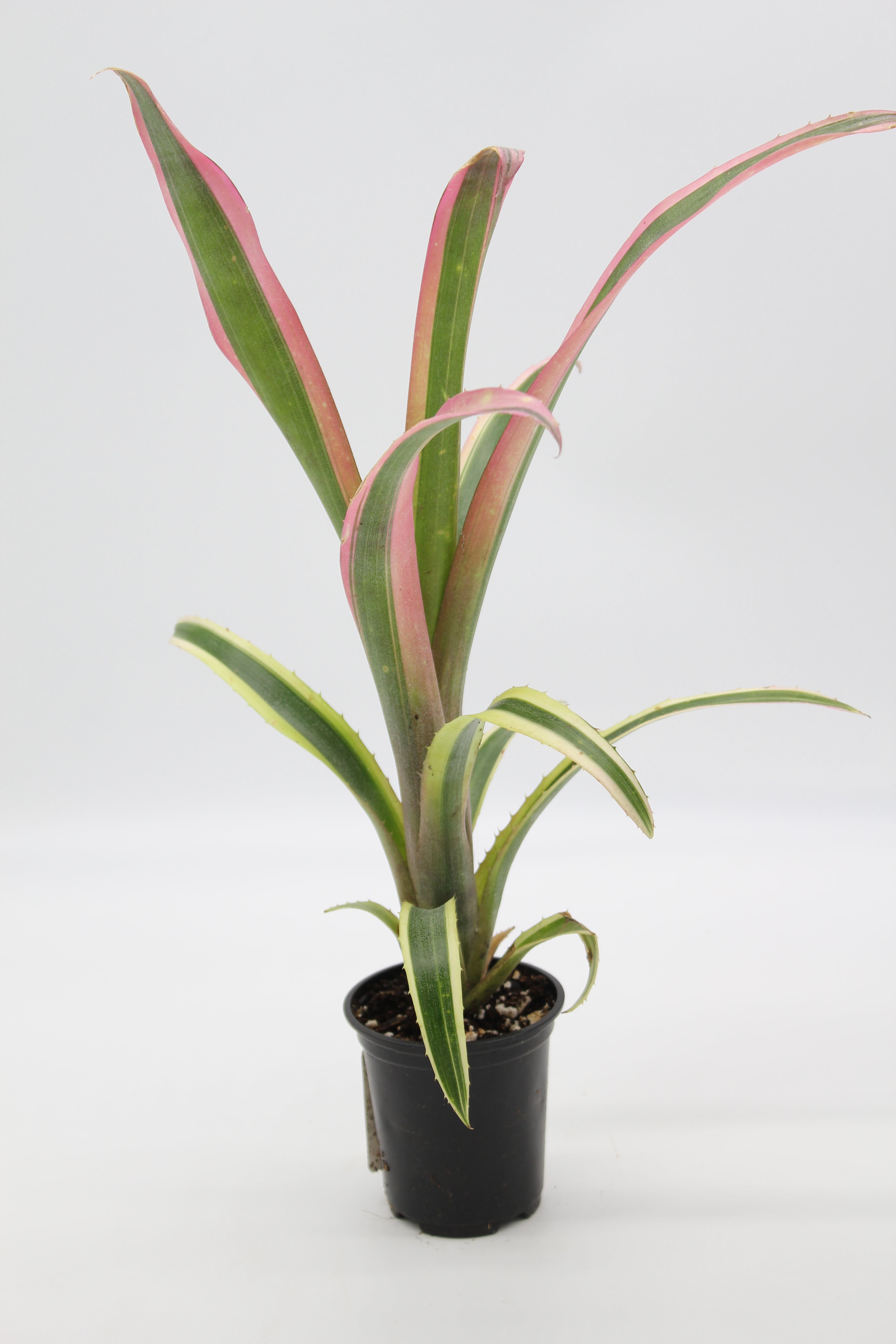 Billbergia nutans 'Santa Barbara' – Desert to Jungle
