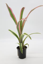 Billbergia nutans 'Santa Barbara'