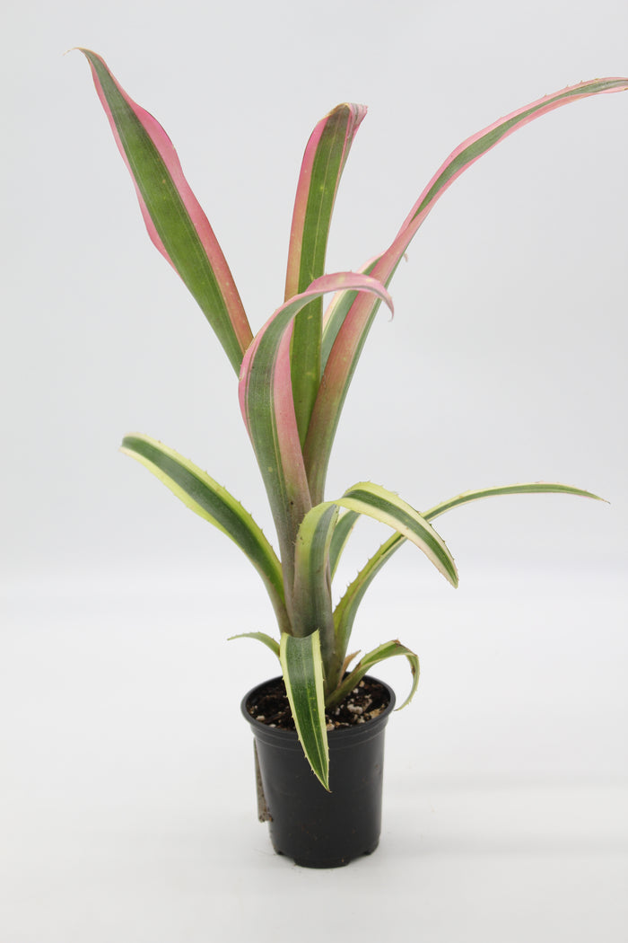Billbergia nutans 'Santa Barbara'