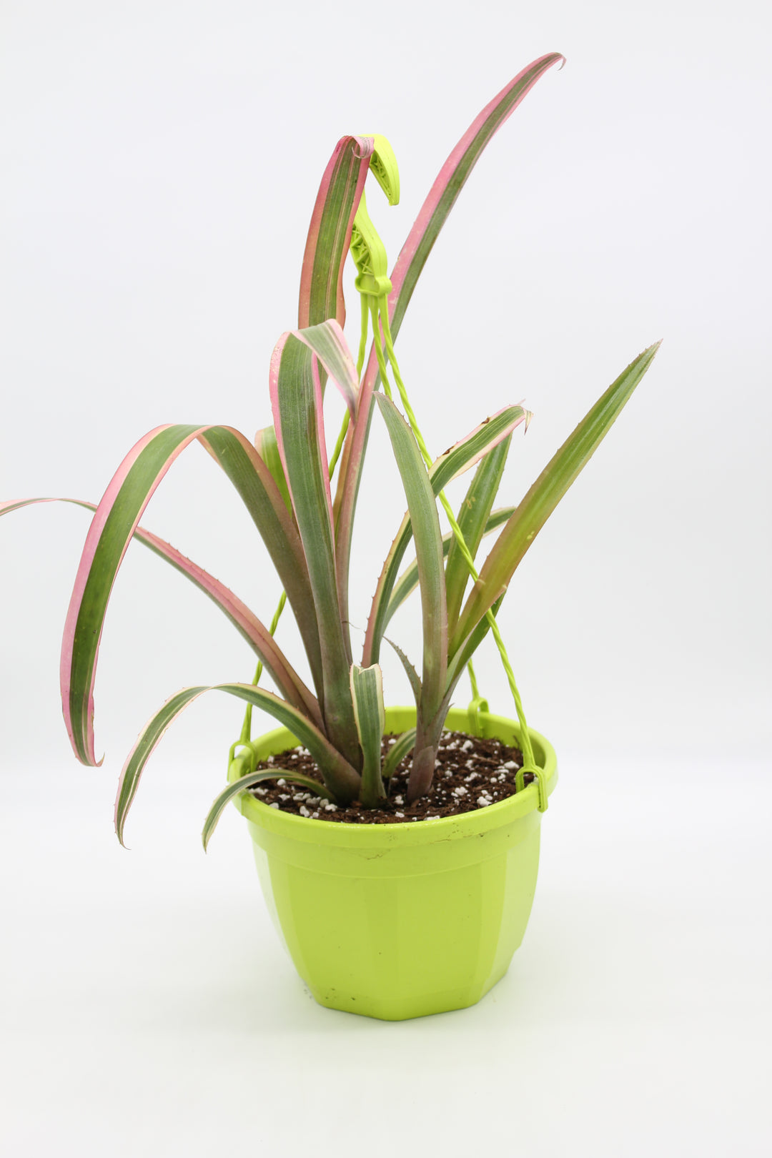 Billbergia nutans 'Santa Barbara' – Desert to Jungle