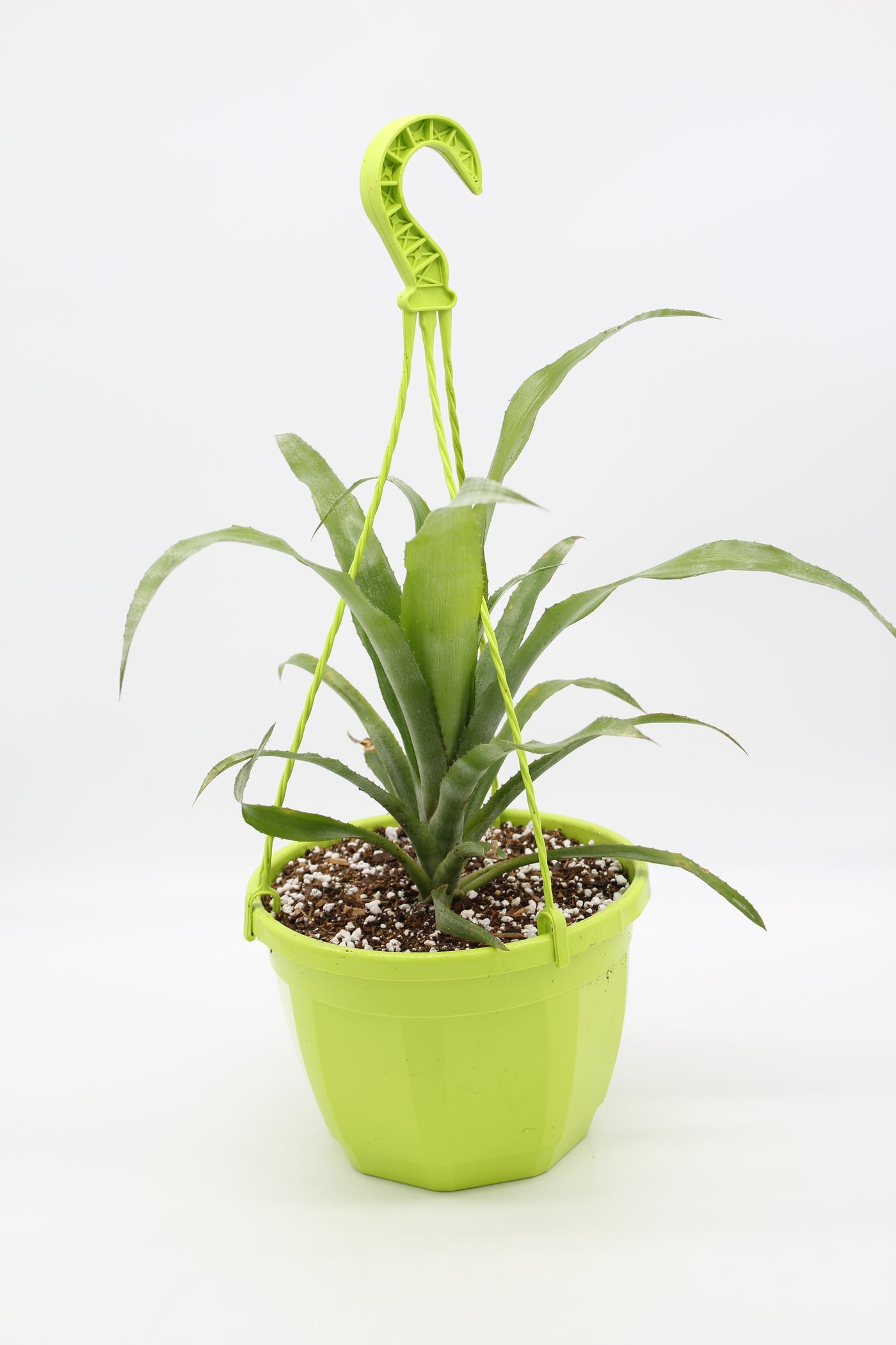 Billbergia x windii