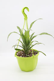 Billbergia x windii