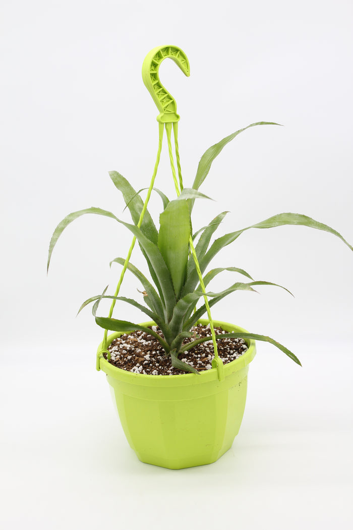 Billbergia x windii
