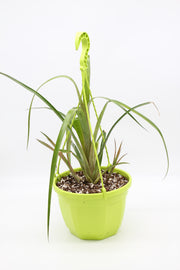 Billergia nutans