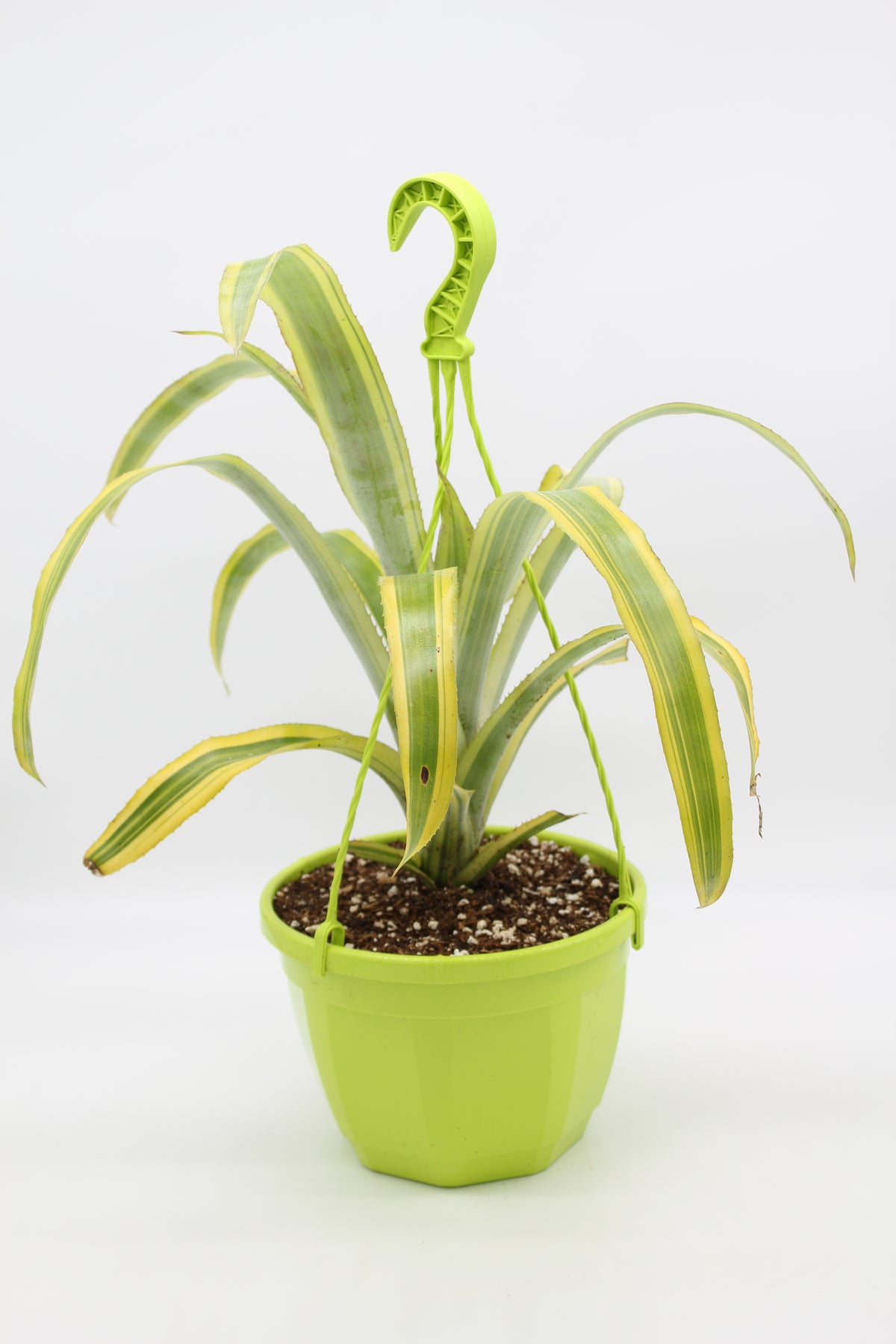 Billbergia nutans 'Forsters Striate'